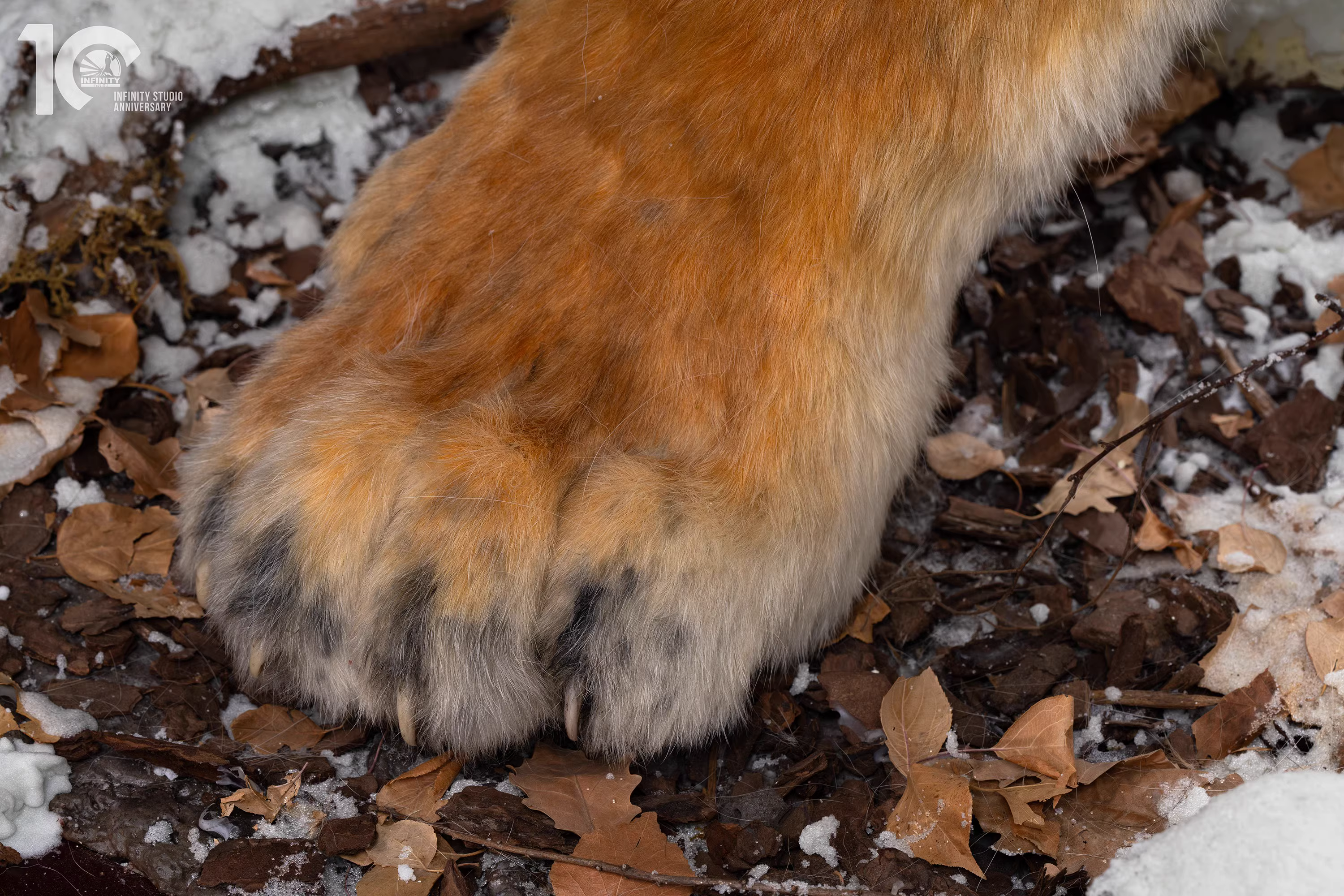 【Pre-sale】1/1 Scale Tiger-Other series-Infinity Studio