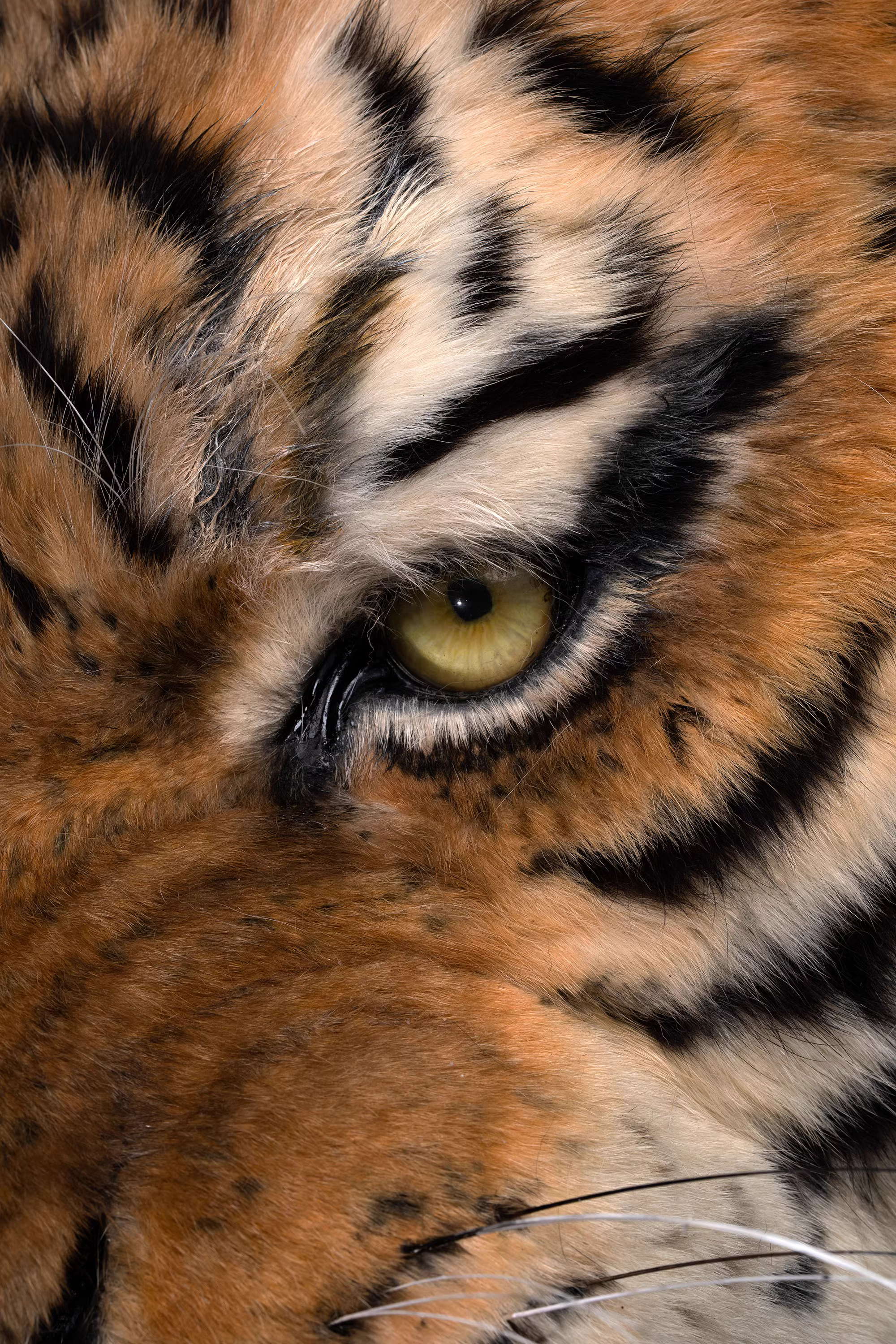 【Pre-sale】1/1 Scale Tiger-Other series-Infinity Studio