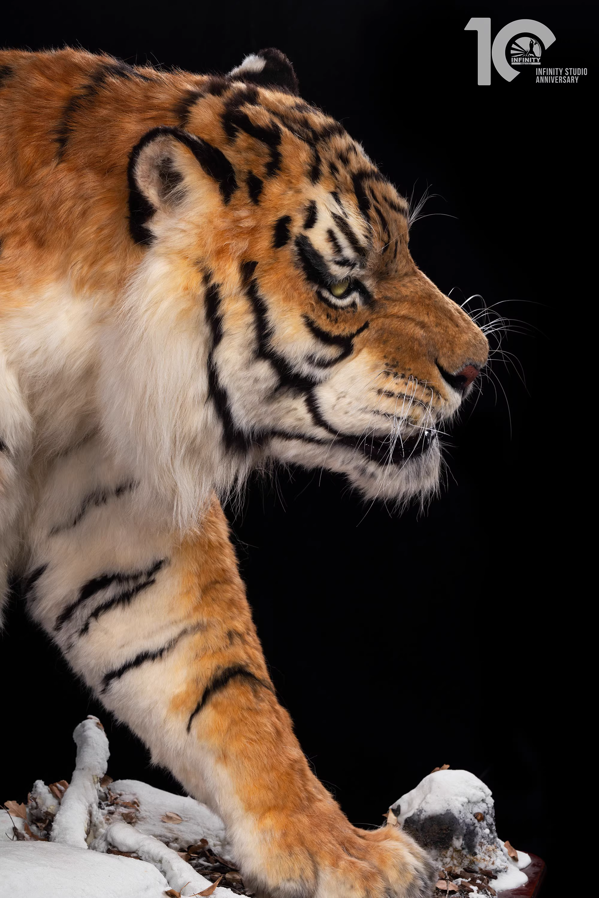 【Pre-sale】1/1 Scale Tiger-Other series-Infinity Studio