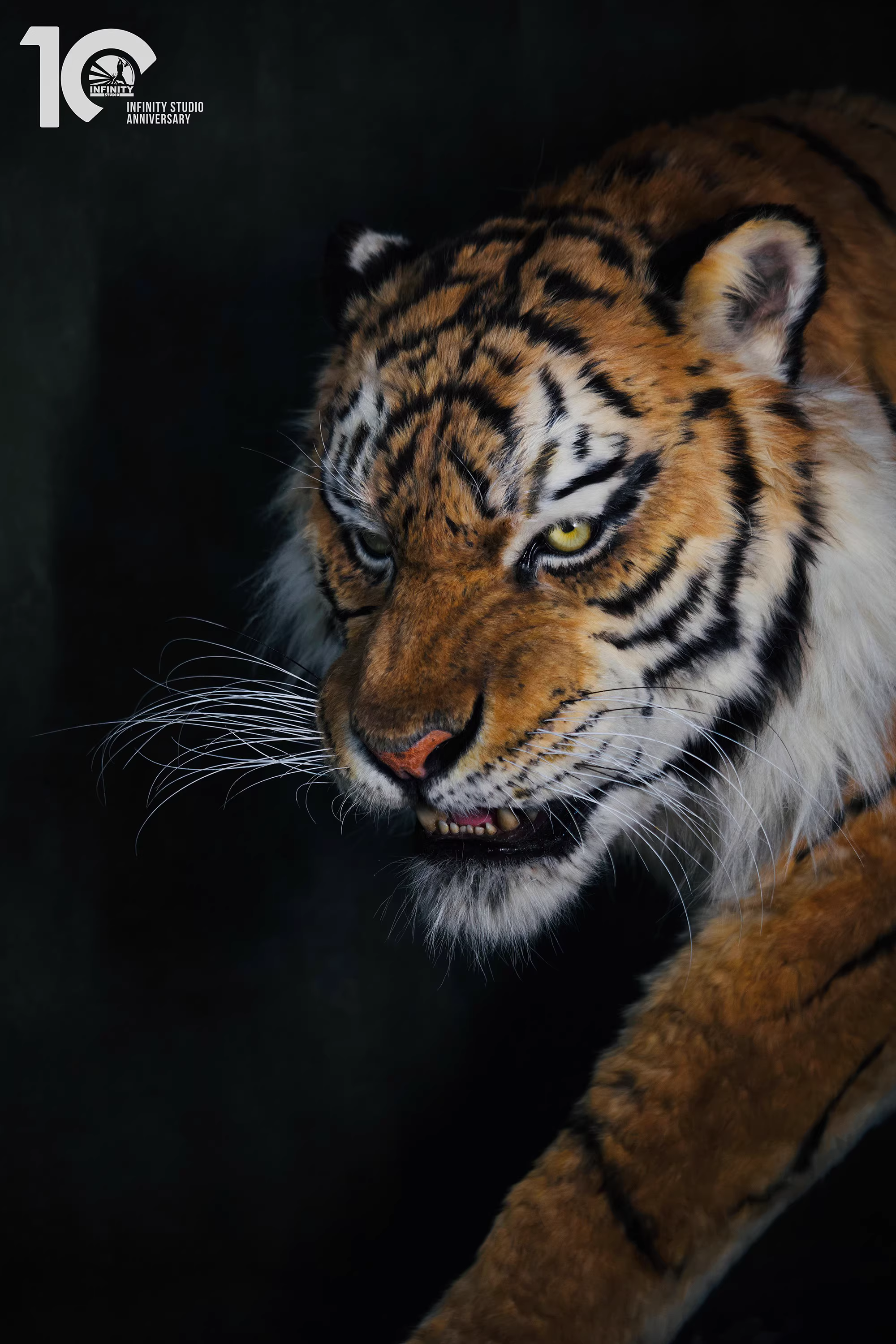 【Pre-sale】1/1 Scale Tiger-Other series-Infinity Studio